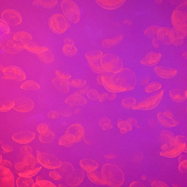 "Beautiful Jellyfish" by www.nishantdavid.ca - $16.51 "Beautiful Jellyfish" stock image
