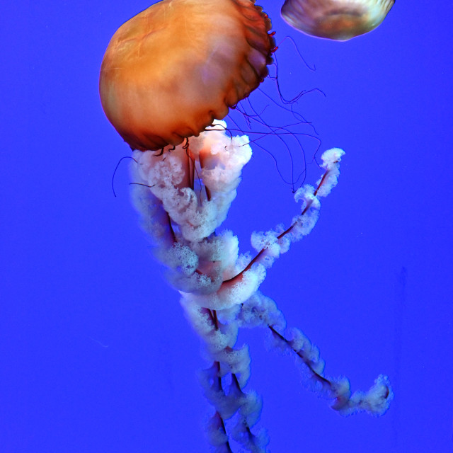 "Beautiful Jellyfish" stock image