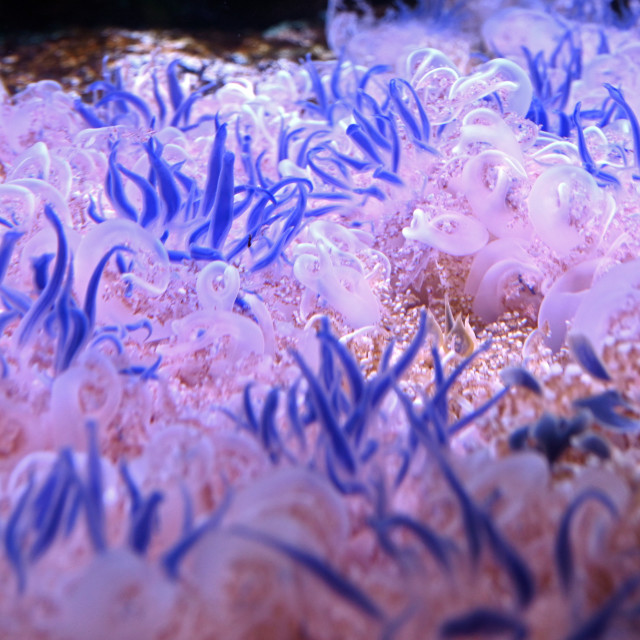"Beautiful Jellyfish" by www.nishantdavid.ca - $16.51 "Beautiful Jellyfish" stock image