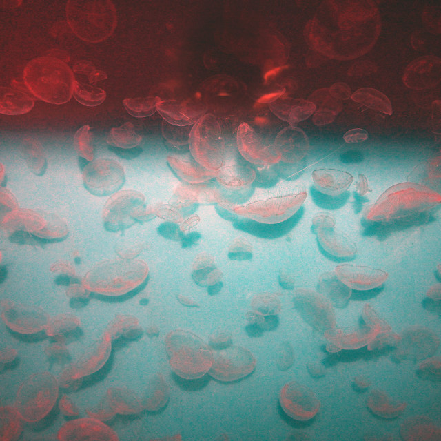 "Beautiful Jellyfish" by www.nishantdavid.ca - $16.51 "Beautiful Jellyfish" stock image