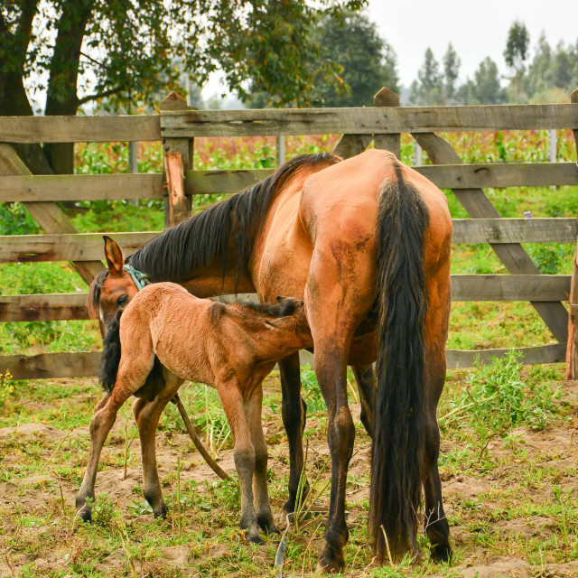 "Mother and young horse" stock image