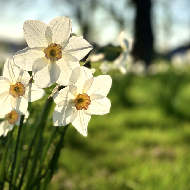 "Spring Coming in Sefton Park" stock image