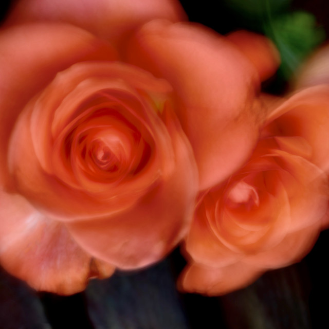 "Orange Roses Long Exposure" stock image