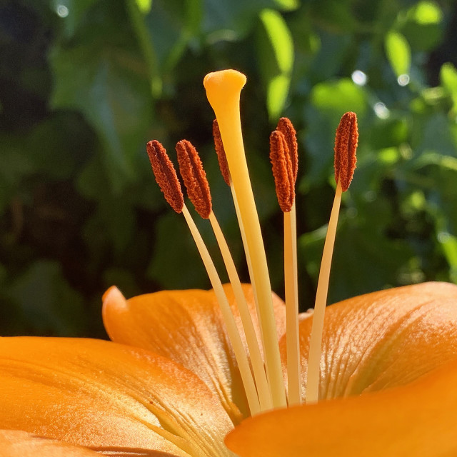 "Orange Lilies in The Garden in Early Summer #2" stock image