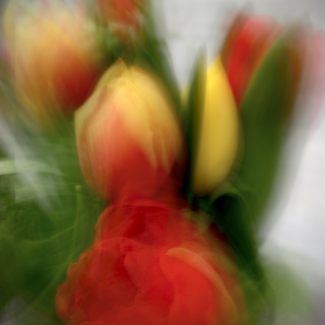 "Long Exposure Tulips #4" stock image