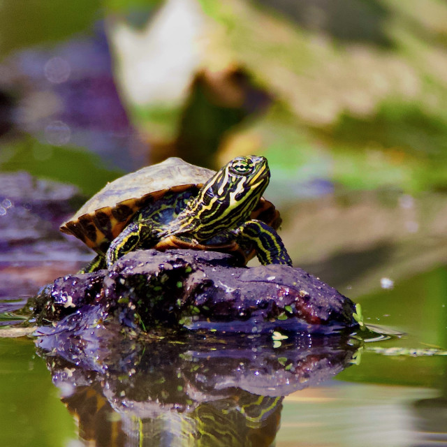 "Baby River Cooter" stock image