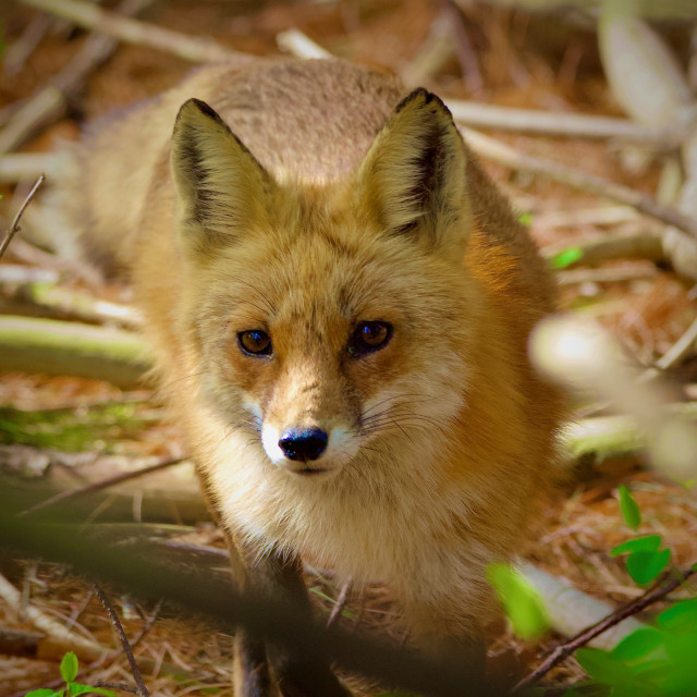 "Red Fox staring" stock image