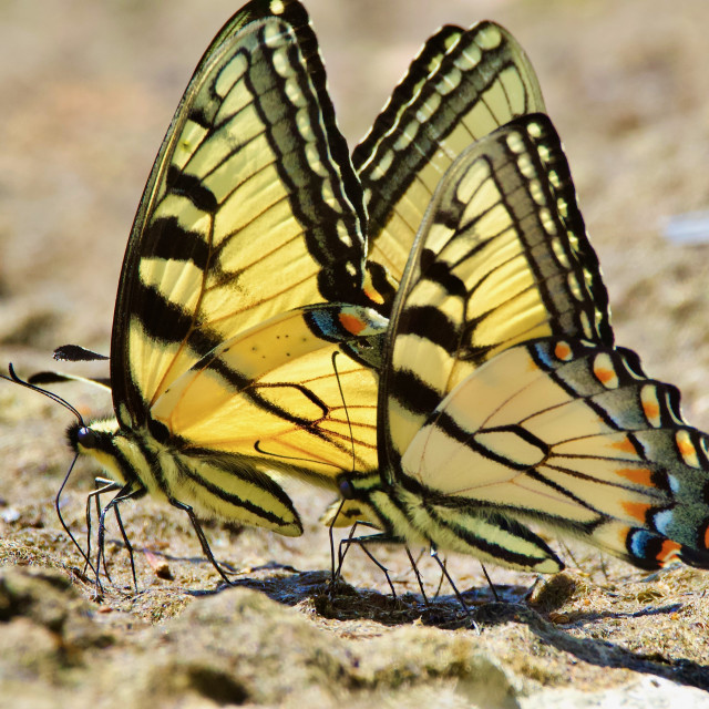 "Tiger Swallowtails" stock image