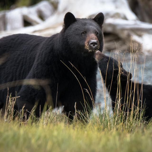 "Mom and Cub" stock image