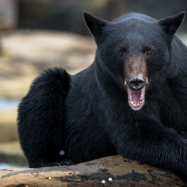 "Yawn" stock image