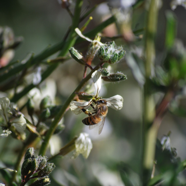 "Honey bee" stock image