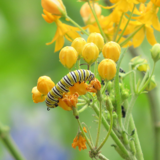 "Monarch Caterpillar on Milkweed" stock image