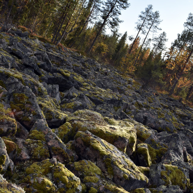 "Boulder Wood" stock image