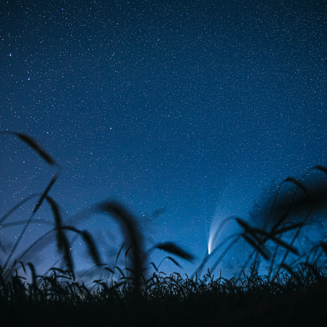 "Belarus. 17 July 2020. Comet Neowise C 2020 F3 Shines Bright In The Night Starry Sky Above Young Wheat Field. Night Stars Above Summer Agricultural Field In July Month. Comet At A Distance Of 104 Million Kilometres" stock image