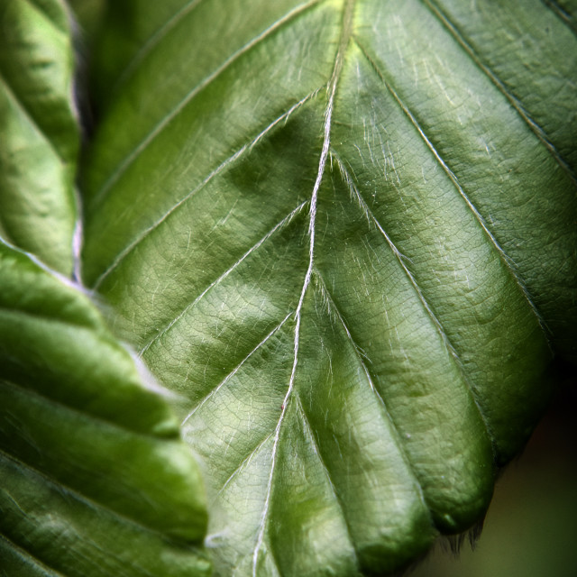 "Leaf" stock image