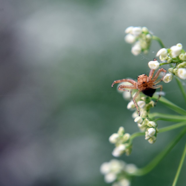 "Olde Man Spider" stock image