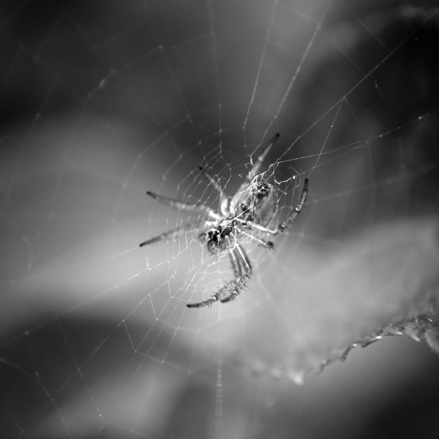 "Of the Patterns of Rain" stock image