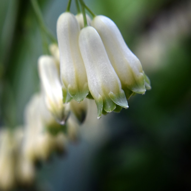 "Solomon's Seal" stock image