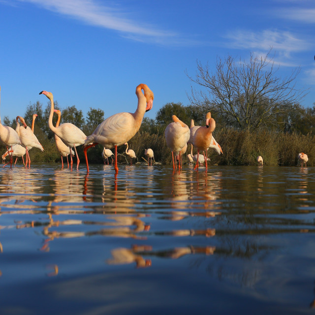 "Greater flamingos" stock image