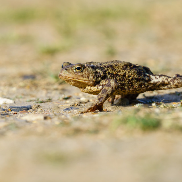 "Common Toad (Bufo bufo) moving along stony ground, taken in London, England" stock image