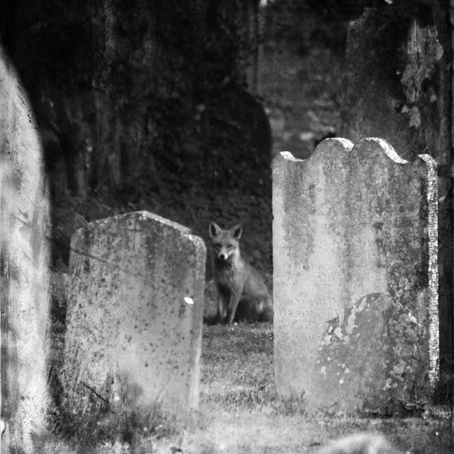 "In Frequent Shadows" stock image