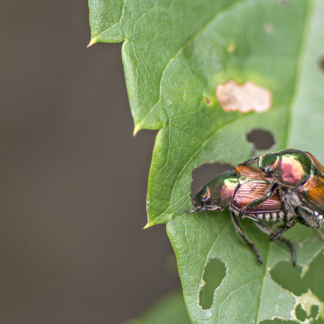 "Mating Japanese beetle (Popillia japonica)" stock image