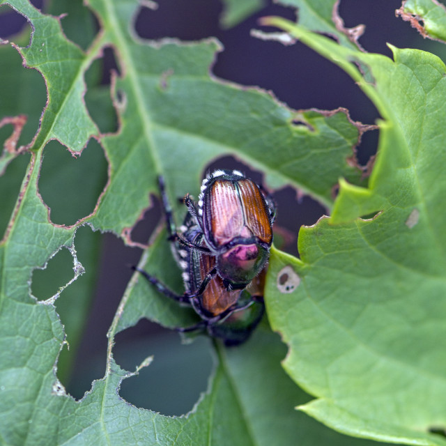 "Mating Japanese beetle (Popillia japonica)" stock image