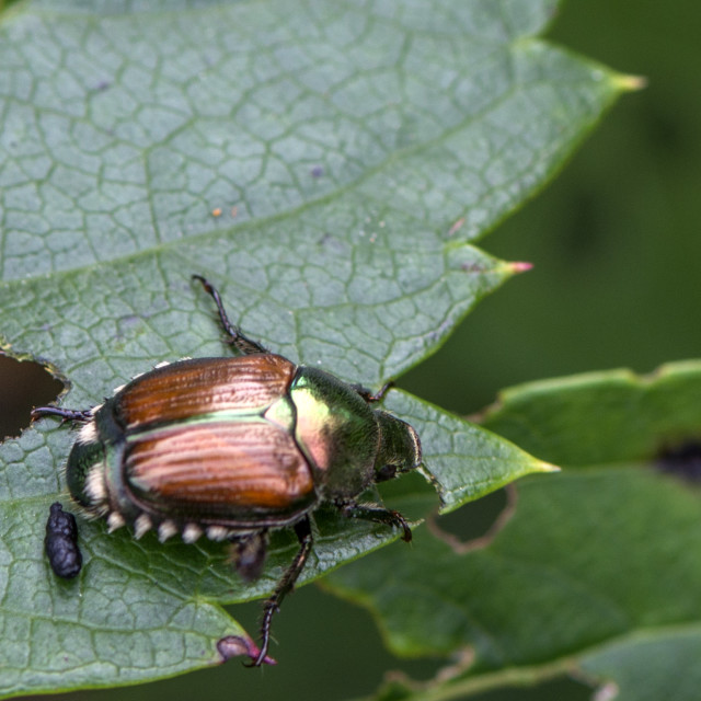 "Japanese beetle (Popillia japonica) with Excreta" stock image