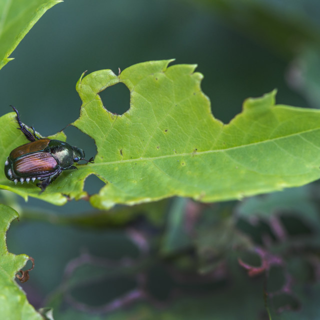 "Japanese beetle (Popillia japonica)" stock image