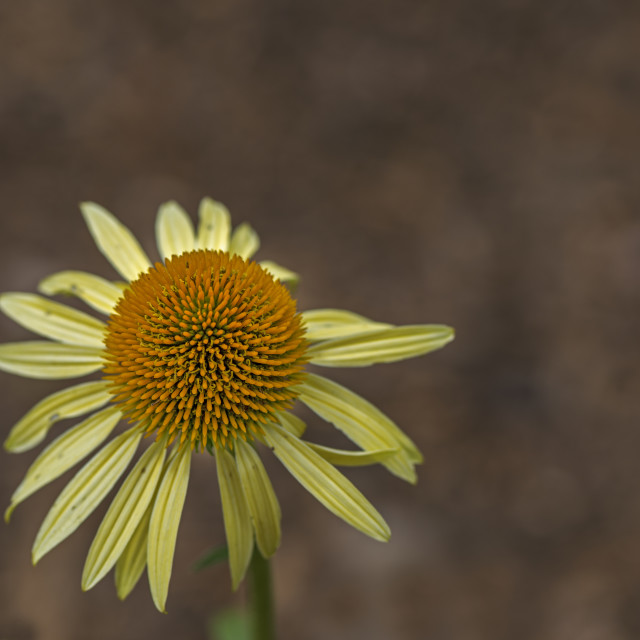 "Weathered The Storm" by www.nishantdavid.ca - $16.05 "Weathered The Storm" stock image