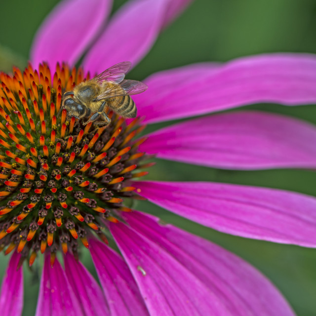 "A Honey Bee On A Bloom." stock image