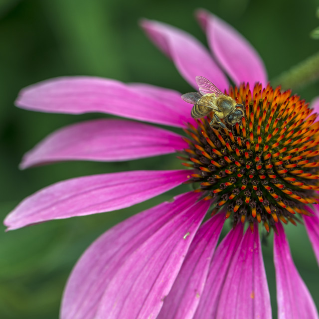 "A Honey Bee On A Pink Bloom" stock image