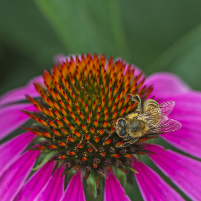 "A Honey Bee On A Flower" stock image