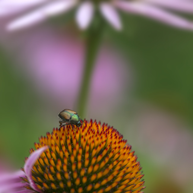 "The Japanese beetle (Popillia japonica)" stock image