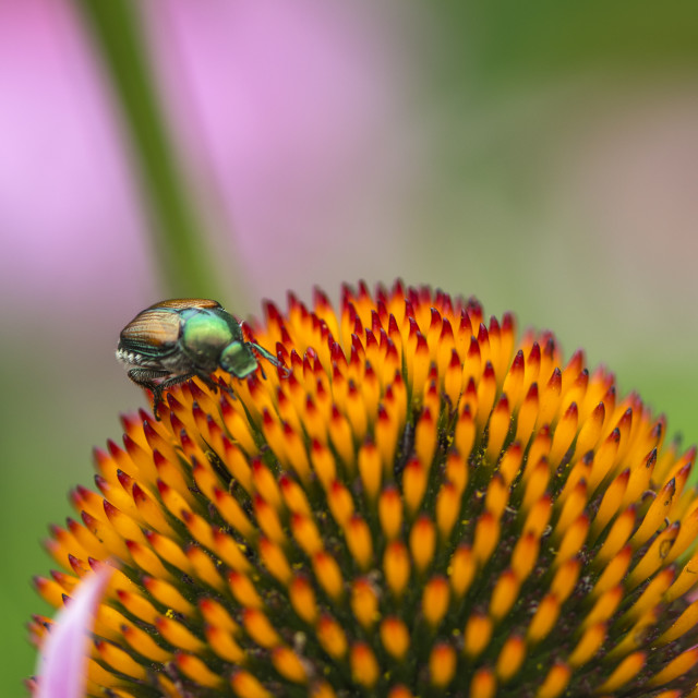 "The Japanese beetle (Popillia japonica)" stock image