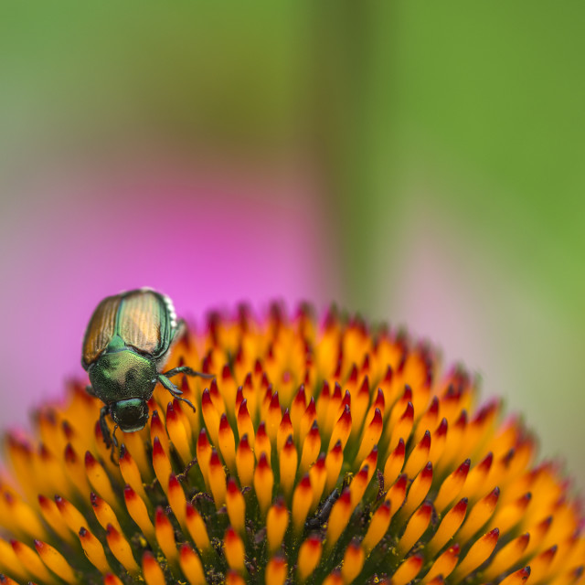 "The Japanese beetle (Popillia japonica)" stock image