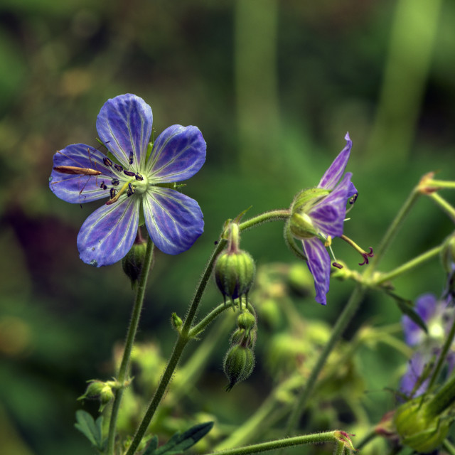 "Pretty Blue Blooms" stock image