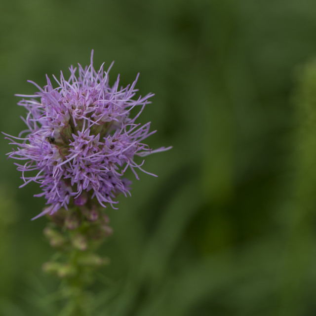 "A Pretty Purple Bloom." stock image