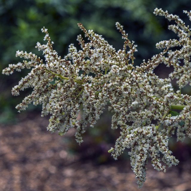 "Pretty White Blooms" stock image