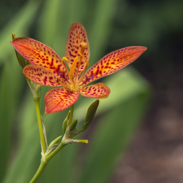 "A Pretty Spotted Bloom" stock image