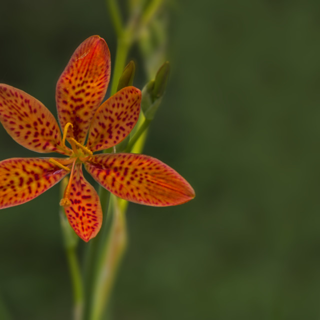 "A Pretty Spotted Bloom" stock image