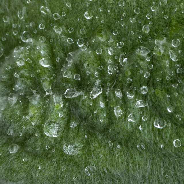 "Beautiful Texture On A Leaf" stock image