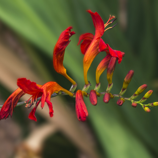 "Crocosmia Lucifer" stock image