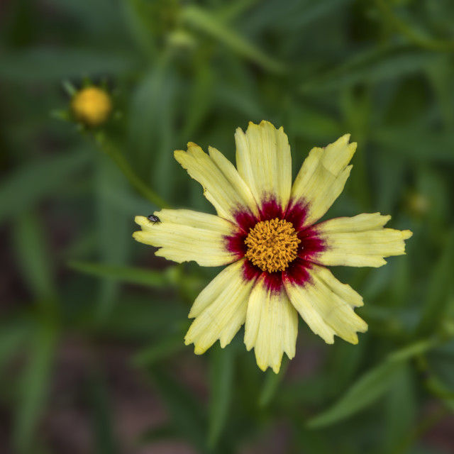 "A Pretty Painted Flower" stock image