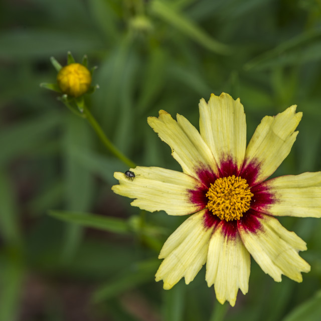 "A Pretty Painted Flower" stock image