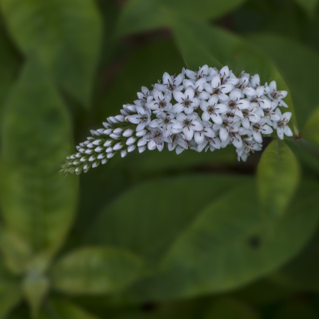 "A Pretty Bunch Of Blooms" stock image