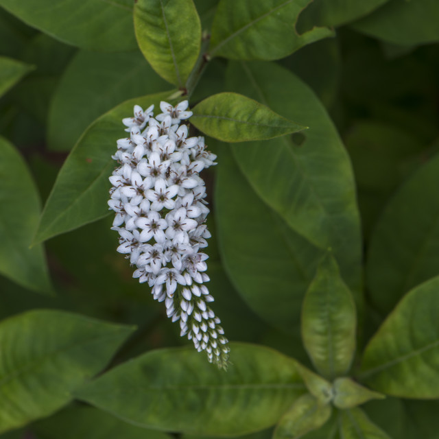 "A Pretty Bunch Of Blooms" stock image