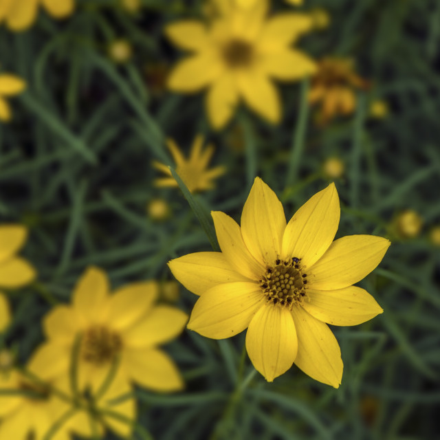 "Pretty Golden Flowers" stock image