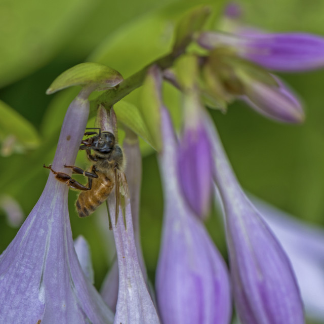 "A Honey Bee" stock image