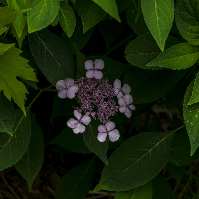 "Amazing Purple Blooms" stock image